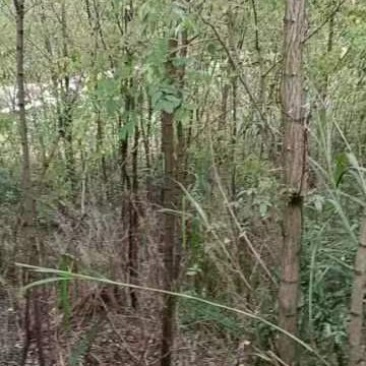 大量低价供应刺槐