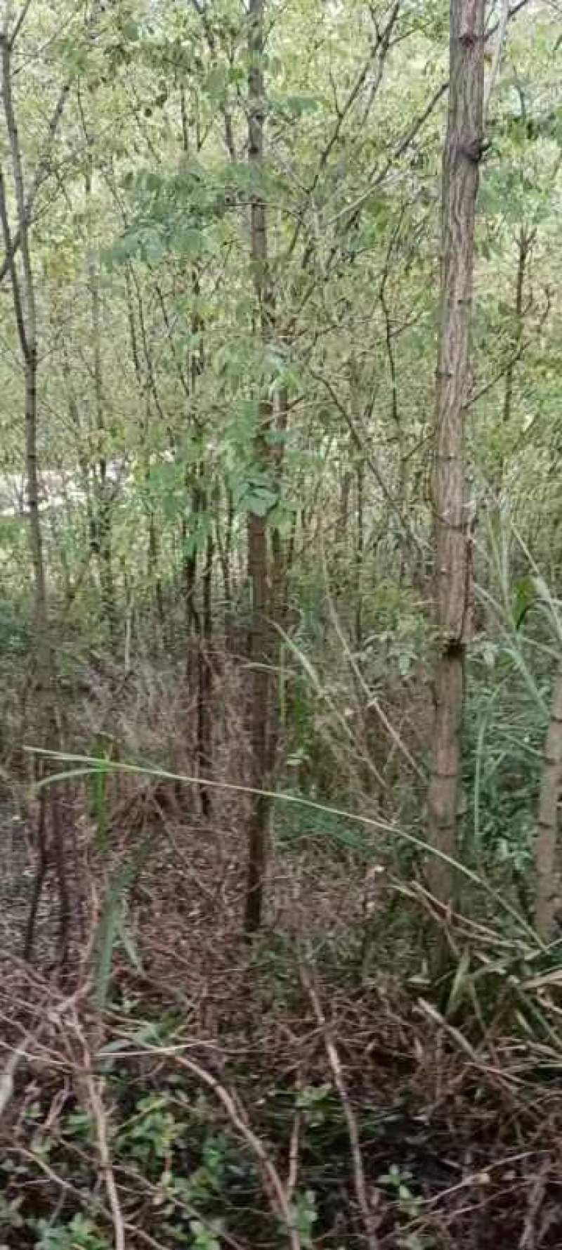 大量低价供应刺槐