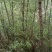 大量低价供应刺槐