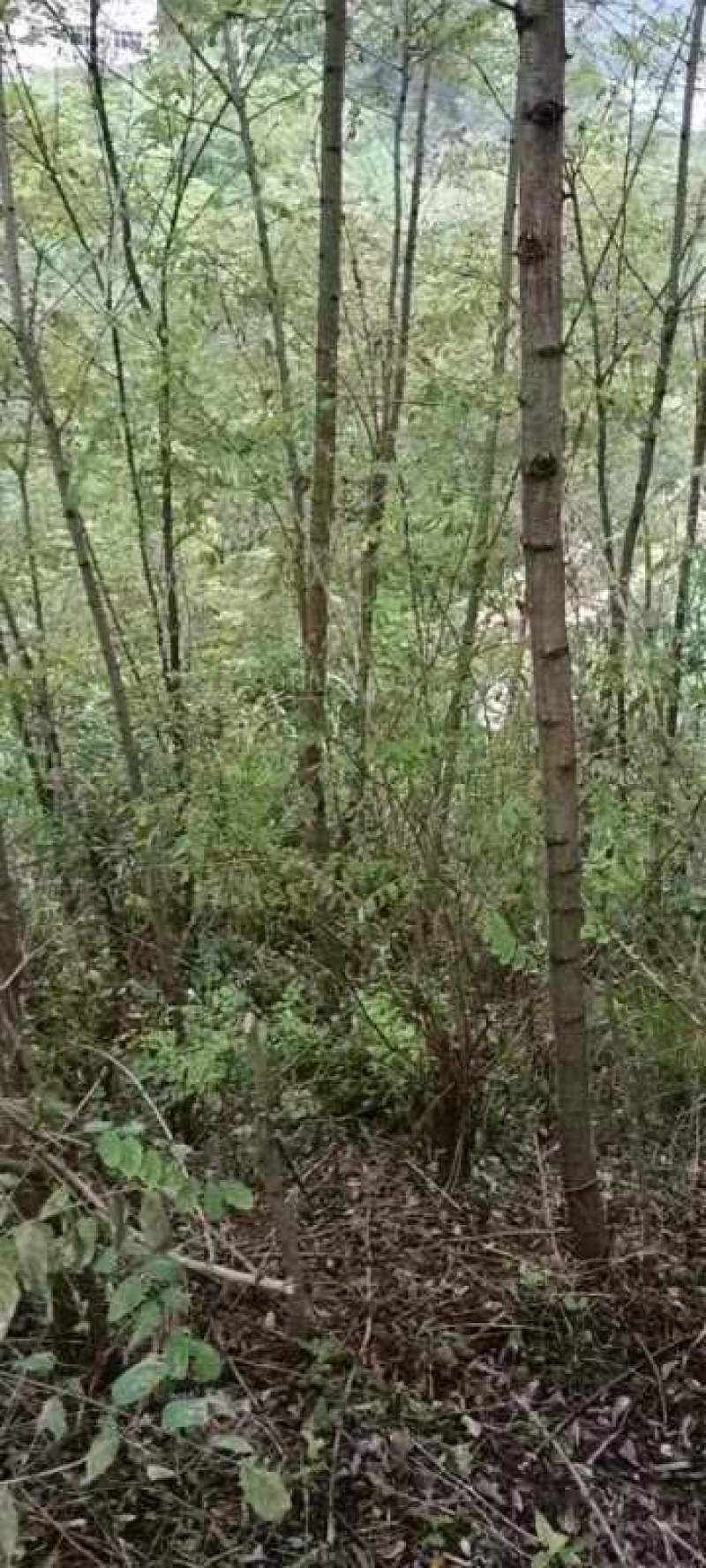 大量低价供应刺槐
