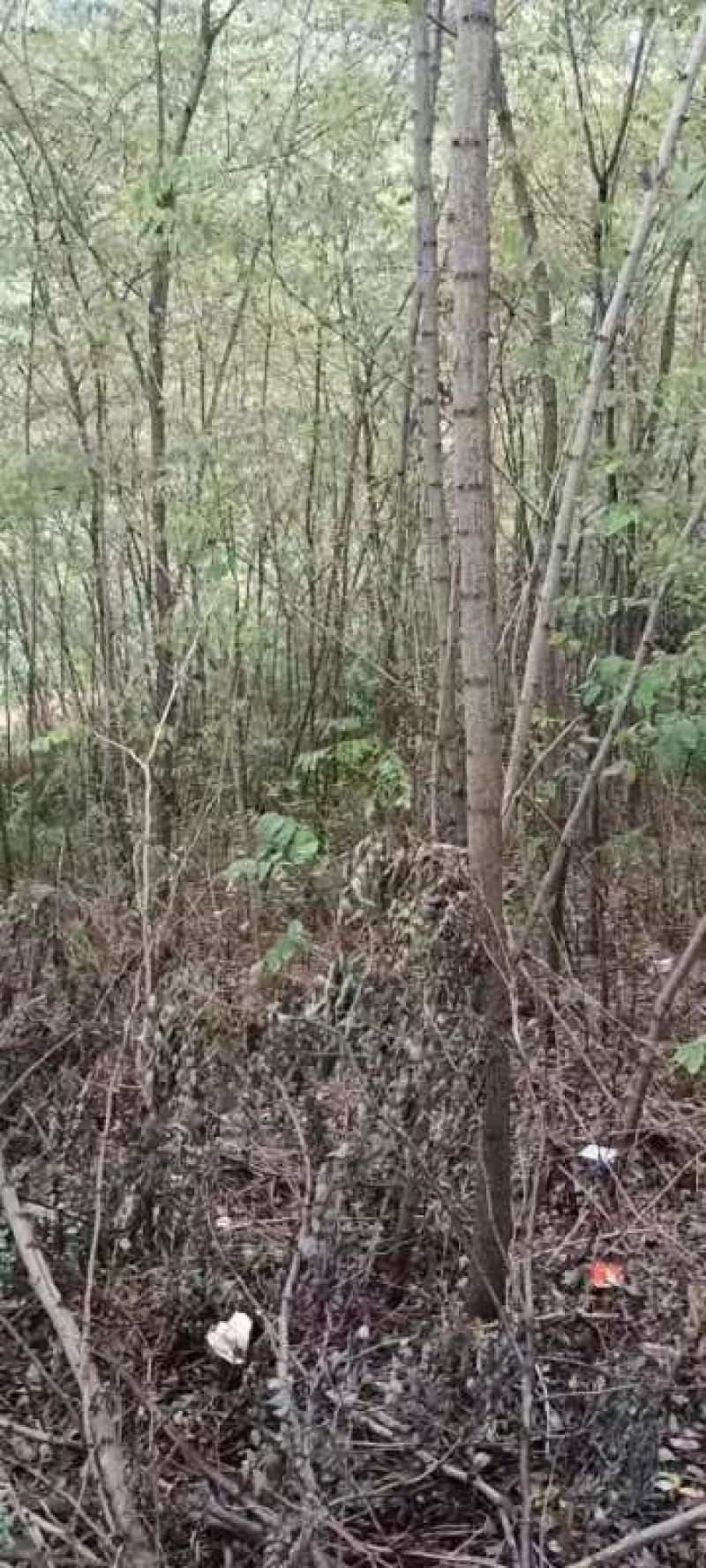 大量低价供应刺槐