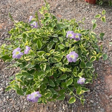 花叶十万错盆栽垂吊植物多年生耐修剪观叶观花阳台花园庭院