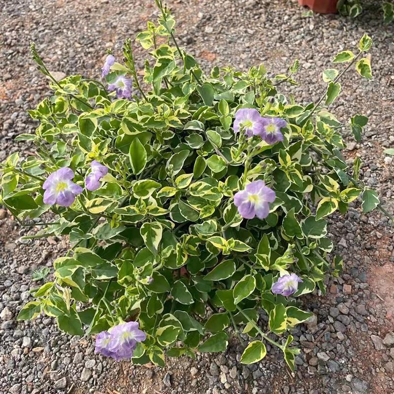 花叶十万错盆栽垂吊植物多年生耐修剪观叶观花阳台花园庭院