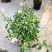 花叶十万错盆栽垂吊植物多年生耐修剪观叶观花阳台花园庭院