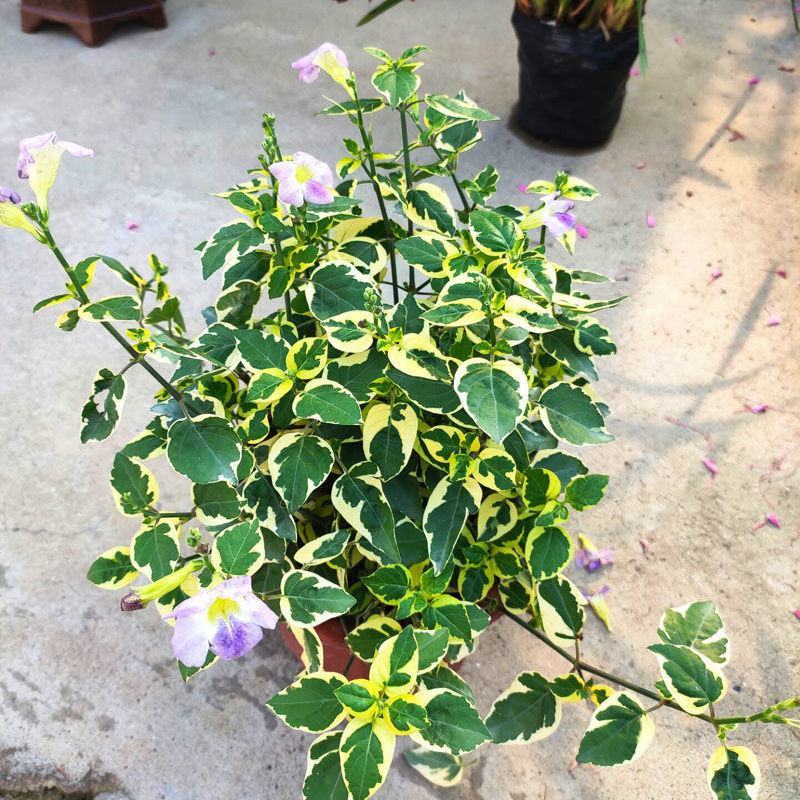 花叶十万错盆栽垂吊植物多年生耐修剪观叶观花阳台花园庭院
