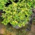 花叶十万错盆栽垂吊植物多年生耐修剪观叶观花阳台花园庭院