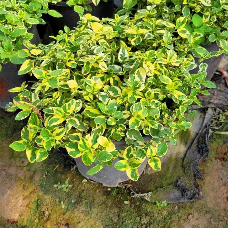 花叶十万错盆栽垂吊植物多年生耐修剪观叶观花阳台花园庭院