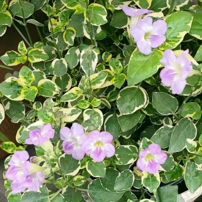 花叶十万错盆栽垂吊植物多年生耐修剪观叶观花阳台花园庭院