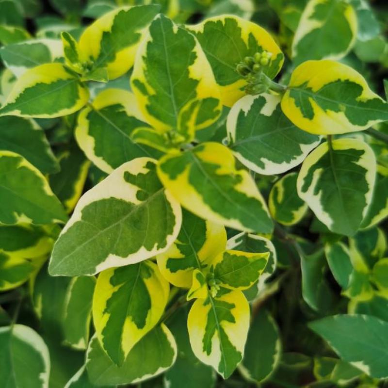 花叶十万错盆栽垂吊植物多年生耐修剪观叶观花阳台花园庭院
