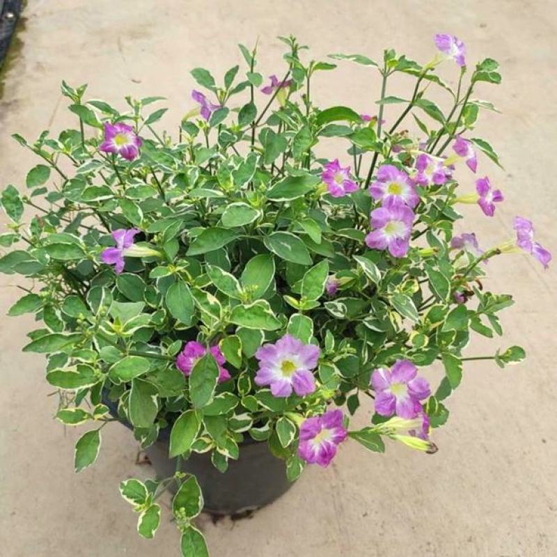 花叶十万错盆栽垂吊植物多年生耐修剪观叶观花阳台花园庭院