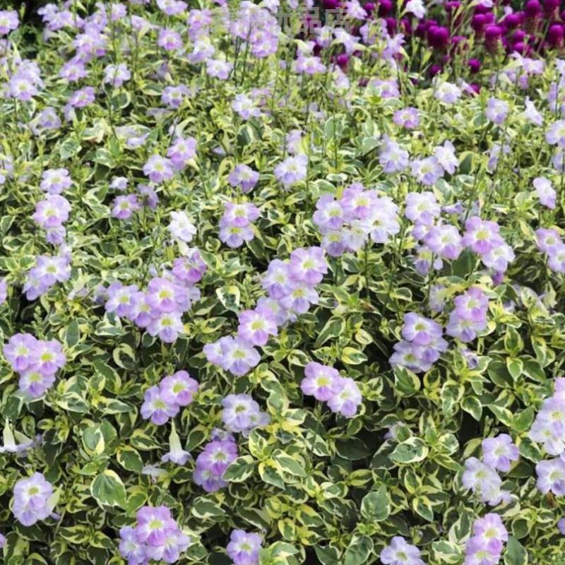 花叶十万错盆栽垂吊植物多年生耐修剪观叶观花阳台花园庭院