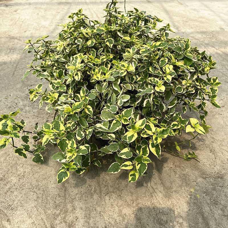 花叶十万错盆栽垂吊植物多年生耐修剪观叶观花阳台花园庭院