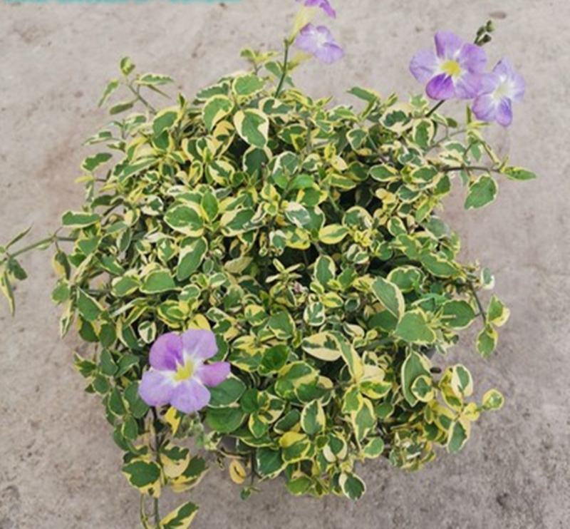花叶十万错盆栽垂吊植物多年生耐修剪观叶观花阳台花园庭院