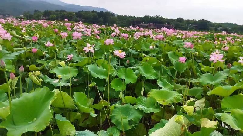 大量供应鱼塘莲蓬，颗粒大，饱满，无污染，