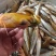 鲶鱼鲫鱼鲤鱼草鱼桃花鱼白鱼马口鱼大嘴马口最好吃冷水鱼香啊