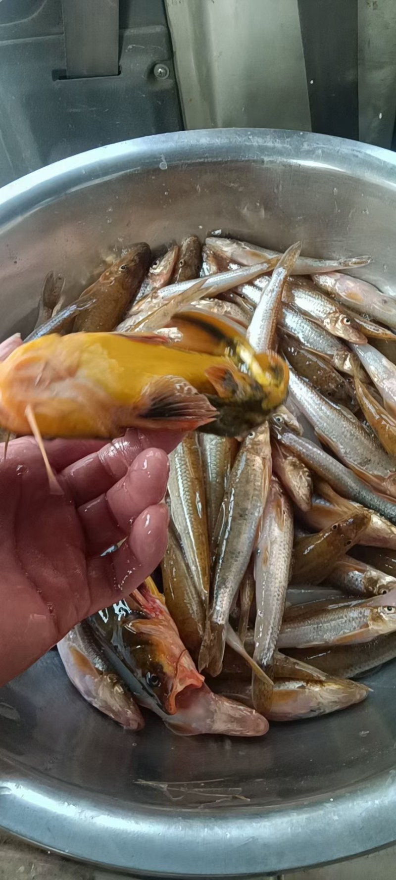鲶鱼鲫鱼鲤鱼草鱼桃花鱼白鱼马口鱼大嘴马口最好吃冷水鱼香啊