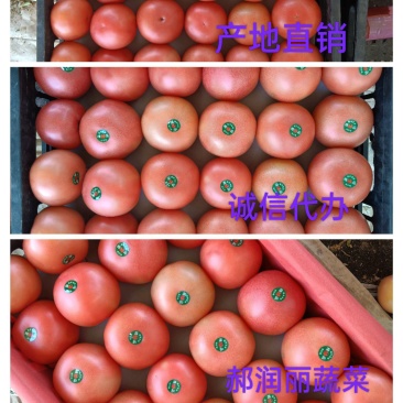 山西大红西红柿，大棚种植，基地直供各类批发市场，商超