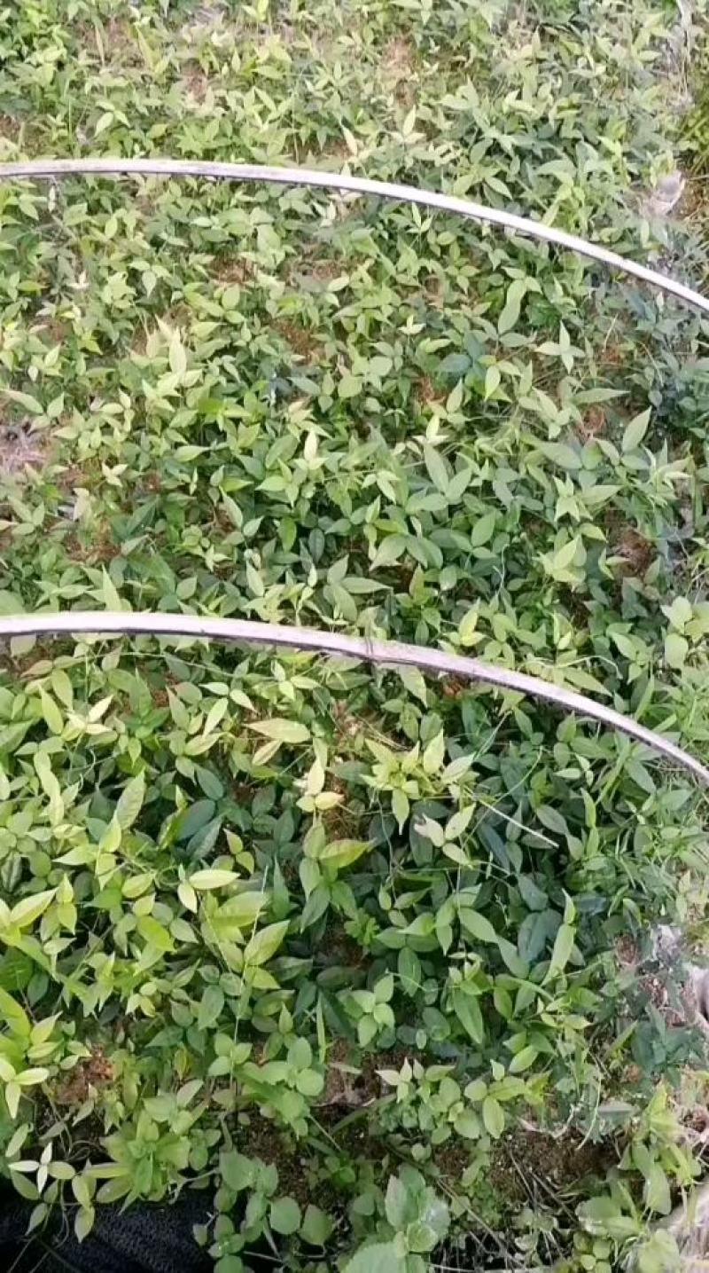 小叶牛大力种苗