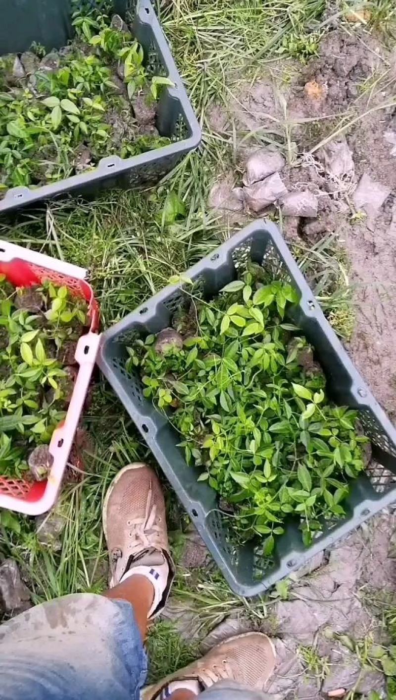 小叶牛大力种苗