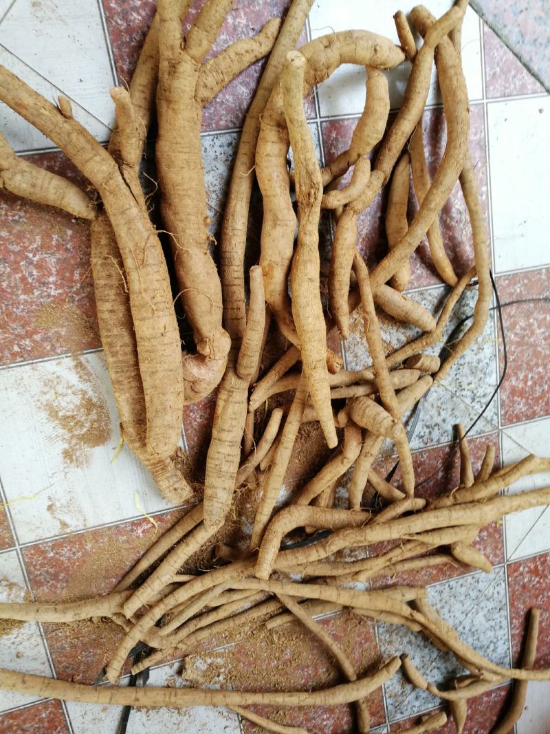 小叶牛大力种苗