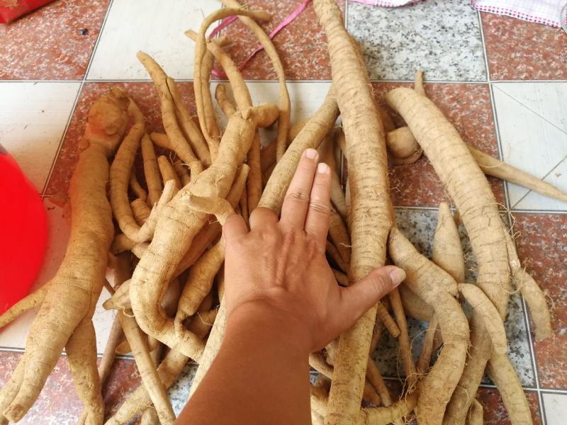 小叶牛大力种苗