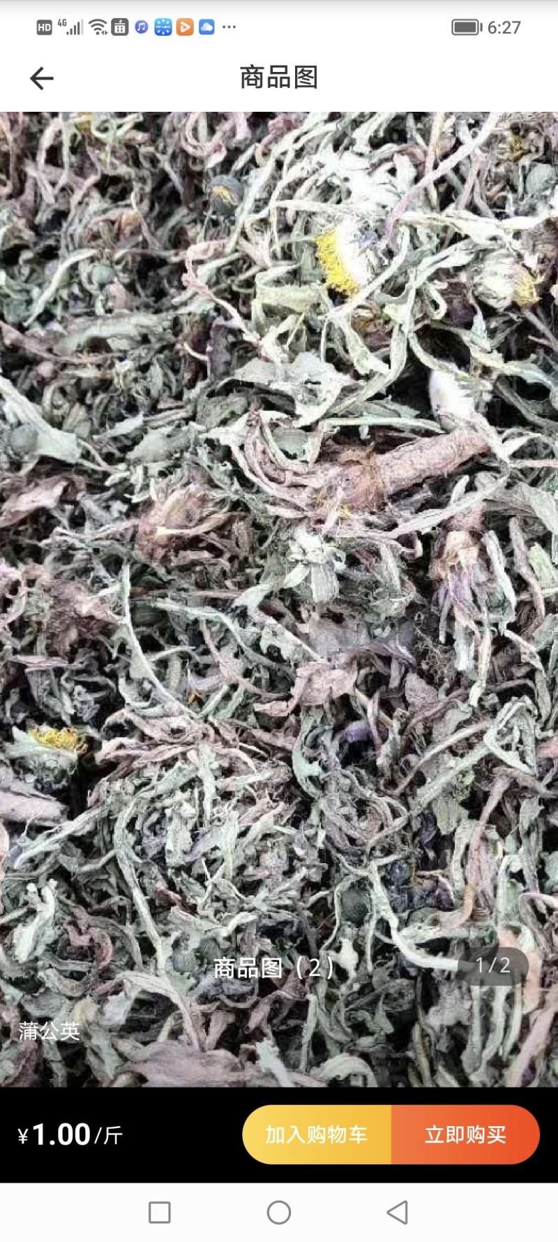 野生蒲公英（甘肃庆阳）一手货源诚信合作欢迎来电咨询