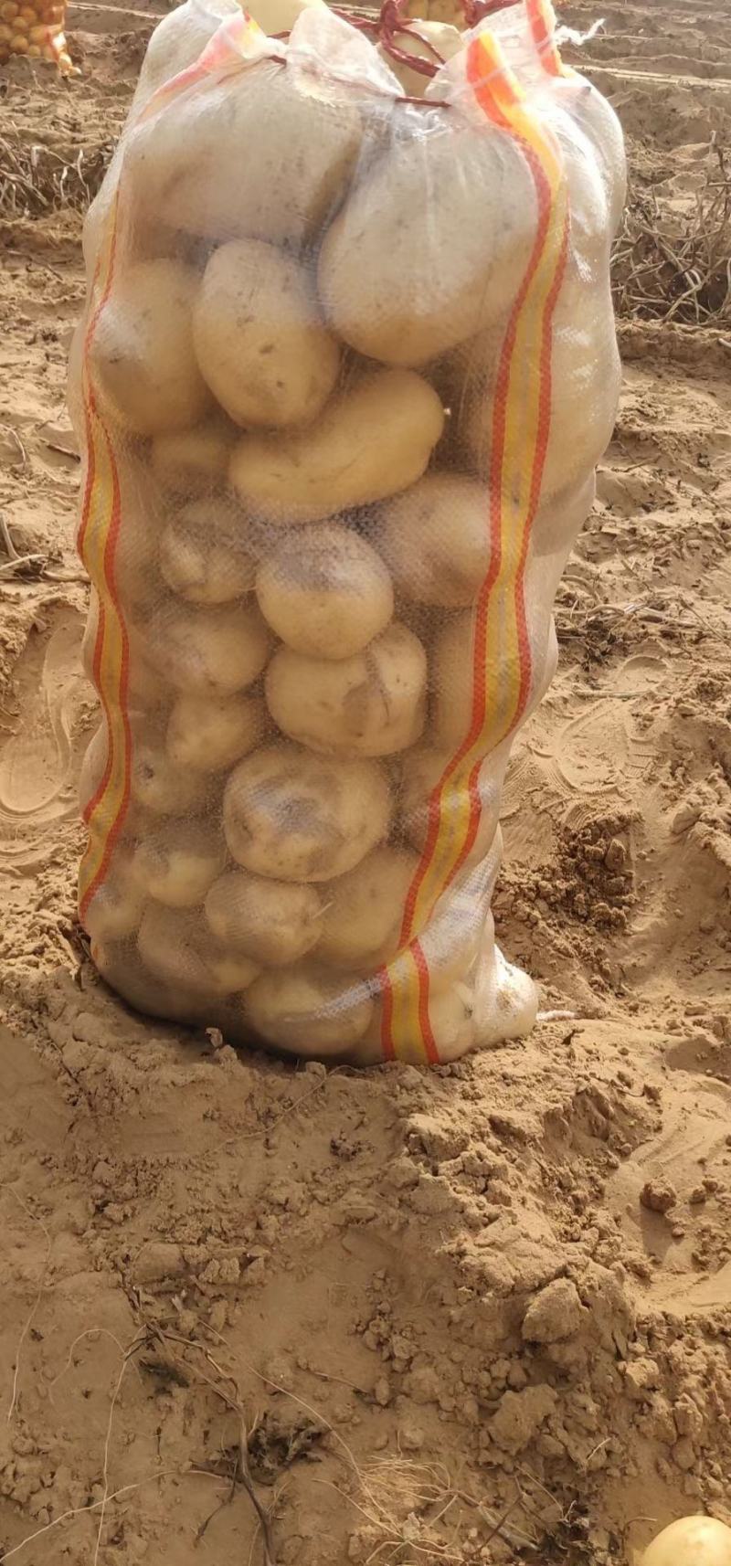 陕西省靖边县纯沙地v7土豆薯形好光滑干净无疤无黑现在上市