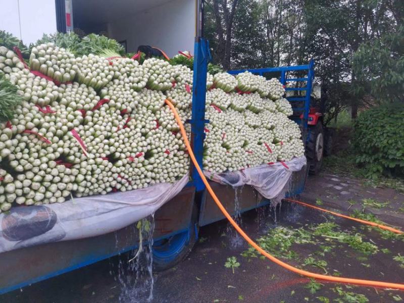 优质芹菜质量保证交通方便，货源充足产地批发价格低可视频
