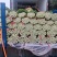 优质芹菜质量保证交通方便,货源充足产地批发价格低可视频