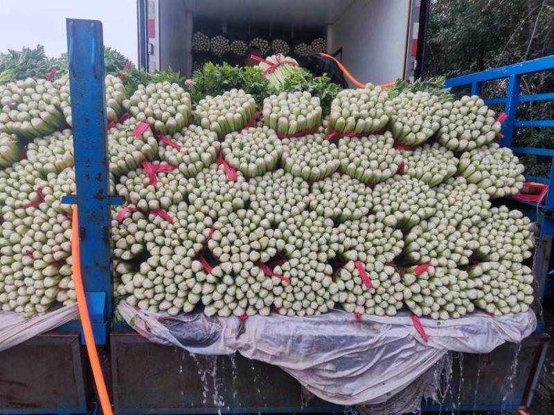 优质芹菜质量保证交通方便，货源充足产地批发价格低可视频