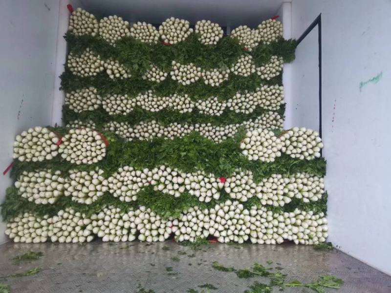 优质芹菜质量保证交通方便，货源充足产地批发价格低可视频