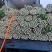 优质芹菜质量保证交通方便,货源充足产地批发价格低可视频