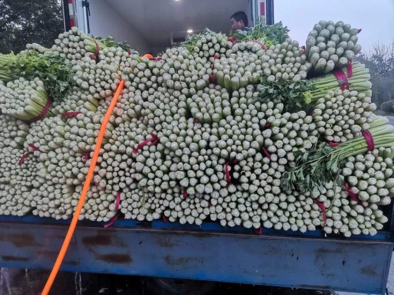 优质芹菜质量保证交通方便，货源充足产地批发价格低可视频