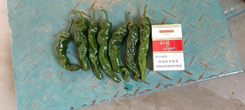 优质辣椒精品小邹皮辣椒大量上市，一手货源，全国直发