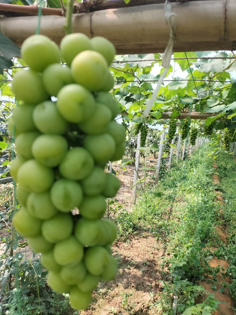 阳光玫瑰