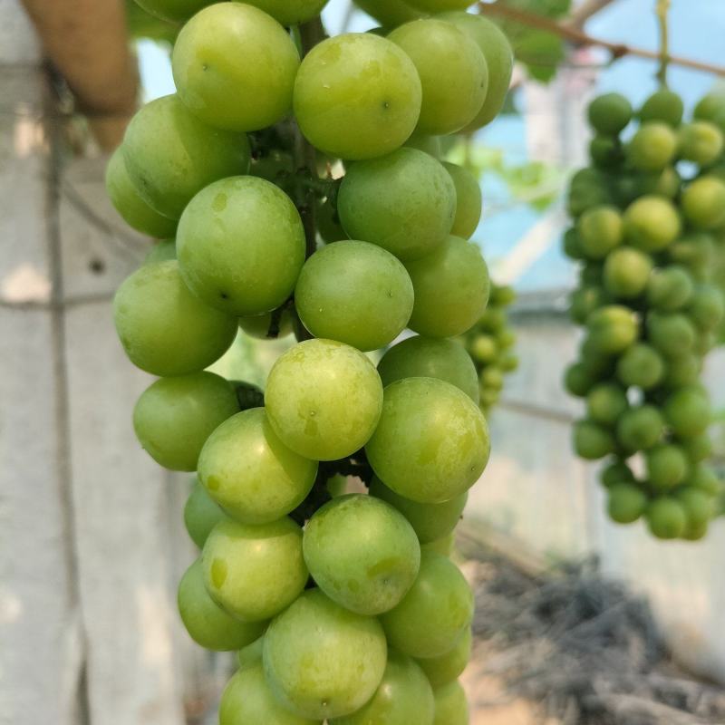 阳光玫瑰