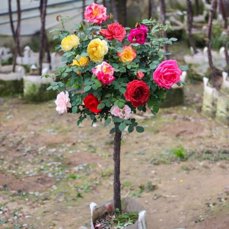 树桩月季四季大花老桩高杆月季树桩月季嫁棒棒糖月季