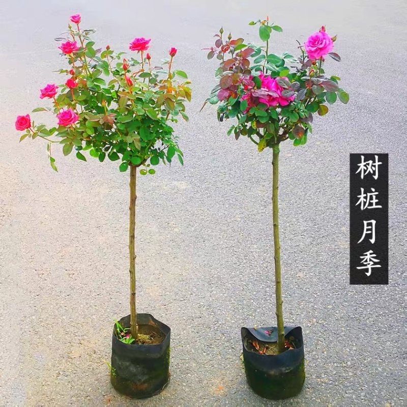 树桩月季四季大花老桩高杆月季树桩月季嫁棒棒糖月季