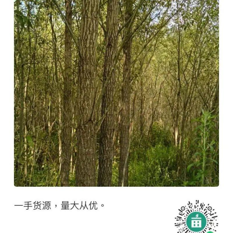 绿化苗木一手货源，量大从优。欢迎选购。