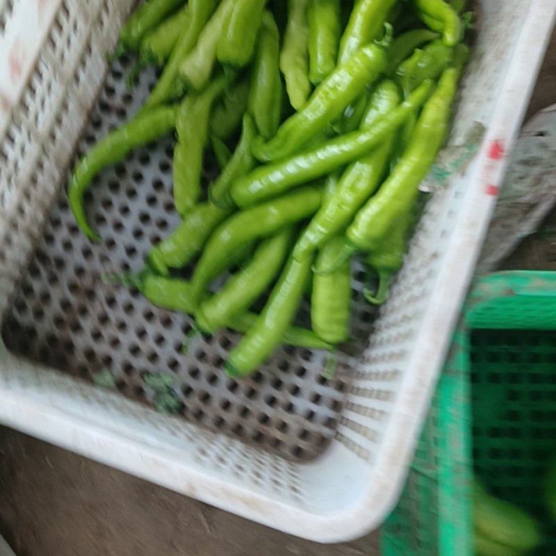 尖椒