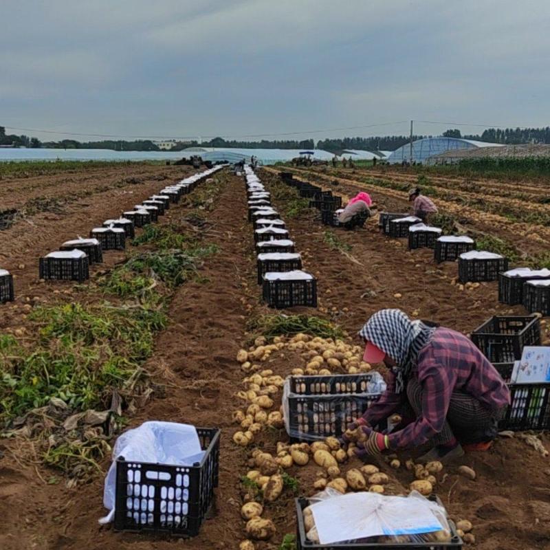 辽宁绥中土豆大掉价，沃土，中薯，EV，荷兰，早大白等各种