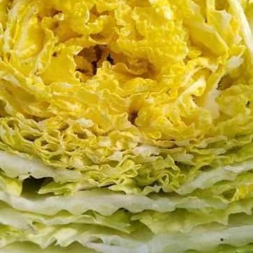 黄心大白菜