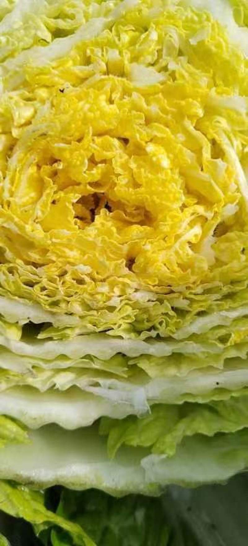 黄心大白菜