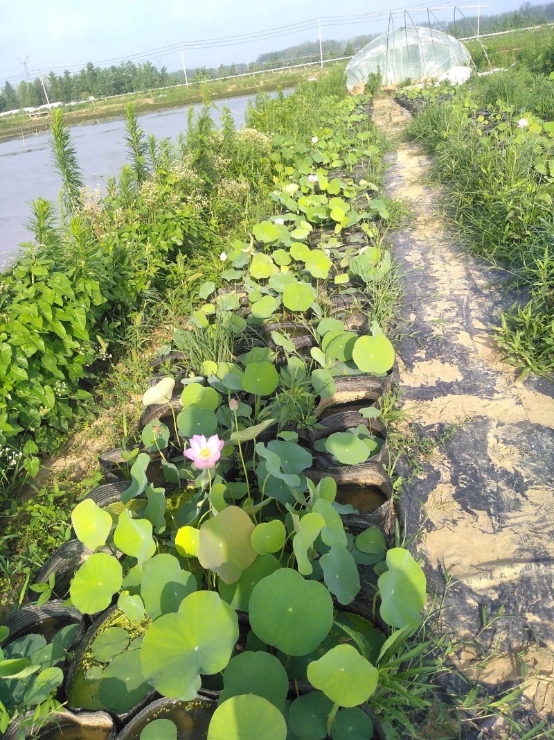 出淤泥而不染观赏荷花