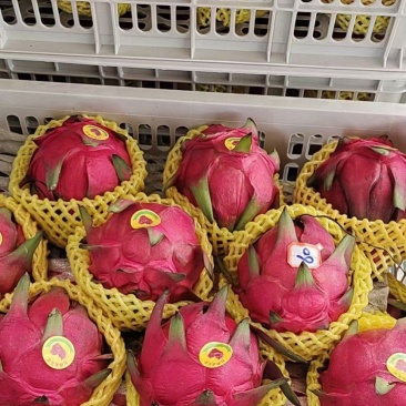 火龙果