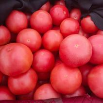 河北邯郸精品西红柿大量有货，质量欢迎全国客户前来订购