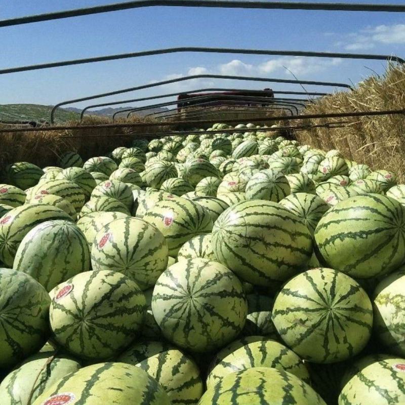 【精选商品】陕西省沙漠金花1号定边县西瓜全国发货