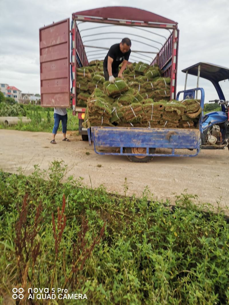 马尼拉草皮自产自销无中介一手货源全国发货