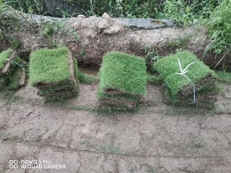 马尼拉草皮自产自销无中介一手货源全国发货