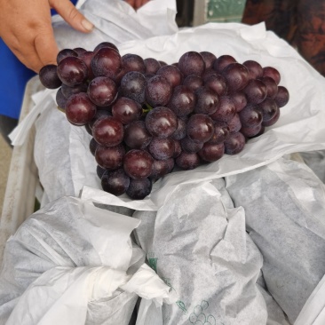 滁州夏黑葡萄大量现货供应欢迎来电咨询洽谈